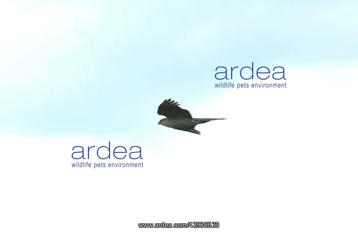 : Sparrowhawk - Female in flight : Sparrowhawk - Female in flight