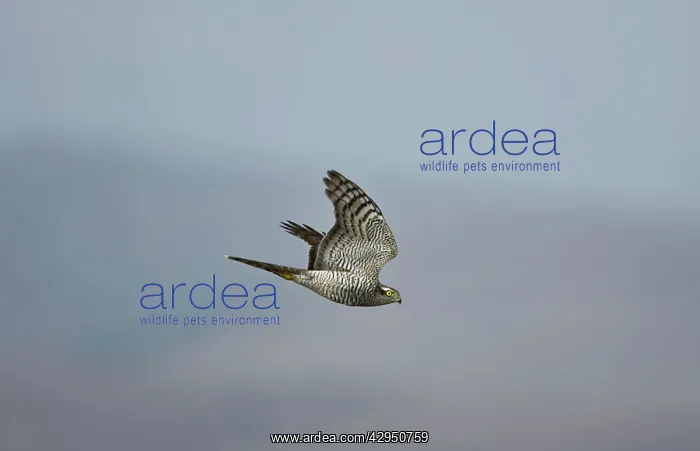 : Sparrowhawk - female in flight : Sparrowhawk - female in flight