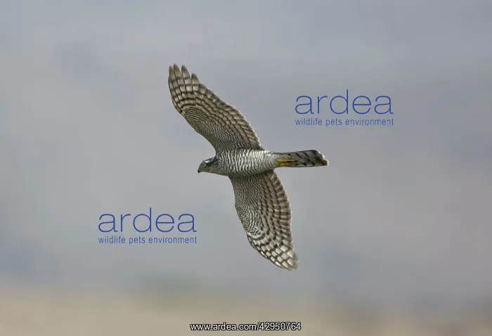 : Sparrowhawk - female in flight : Sparrowhawk - female in flight