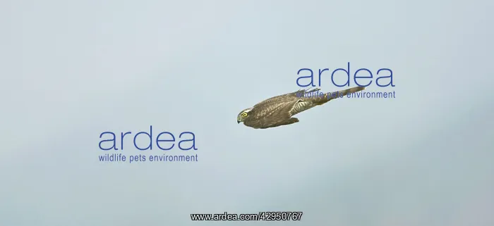 : Sparrowhawk - female in flight diving for prey : Sparrowhawk - female in flight diving for prey