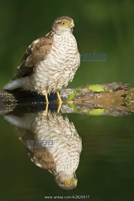 : Sparrowhawk - female at forest pool : Sparrowhawk - female at forest pool