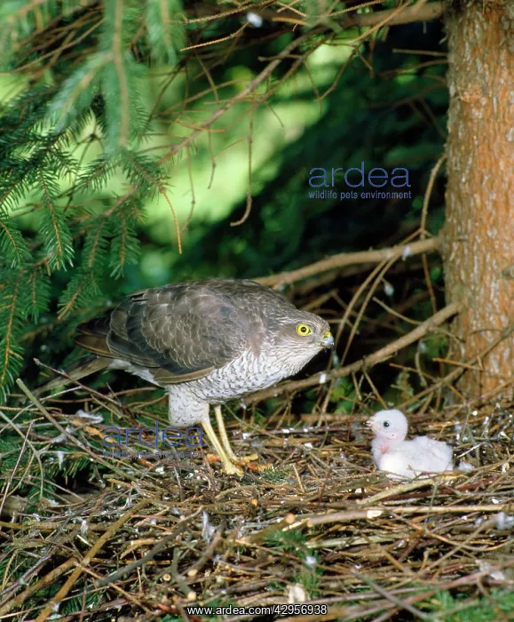 : Sparrowhawk - female at nest : Sparrowhawk - female at nest