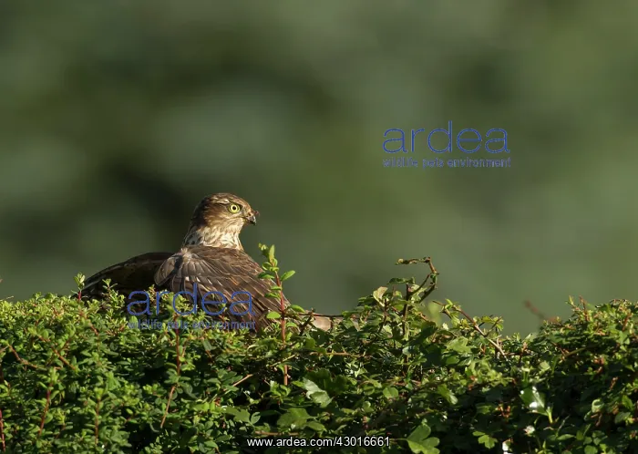 : Sparrowhawk female perched on garden hedge mantling prey : Sparrowhawk female perched on garden hedge mantling prey