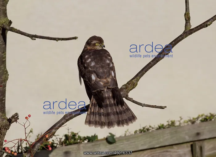 : Sparrowhawk female perched on tree branch drying : Sparrowhawk female perched on tree branch drying