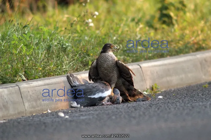 : Sparrowhawk - Female with Pigeon : Sparrowhawk - Female with Pigeon