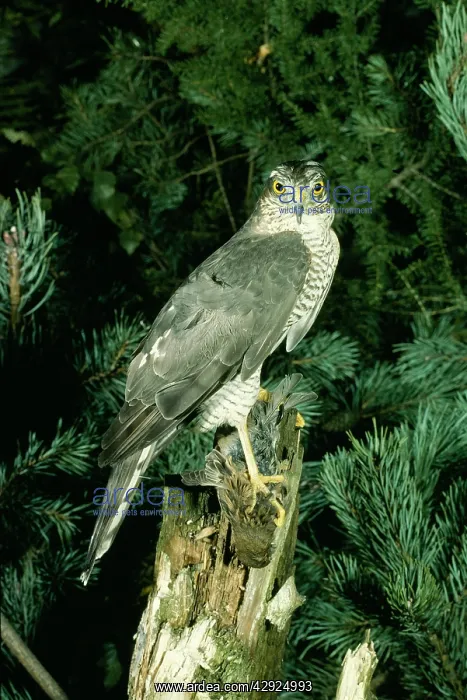 : Sparrowhawk - Female with prey : Sparrowhawk - Female with prey