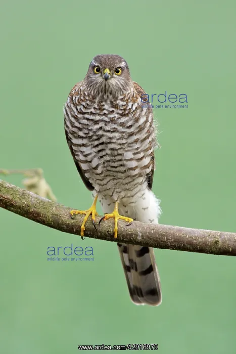 : Sparrowhawk - female sitting on branch : Sparrowhawk - female sitting on branch