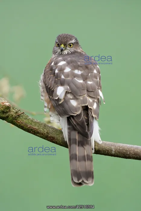 : Sparrowhawk - female sitting on branch : Sparrowhawk - female sitting on branch