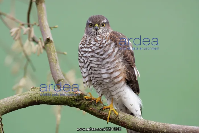 : Sparrowhawk - female sitting on branch : Sparrowhawk - female sitting on branch