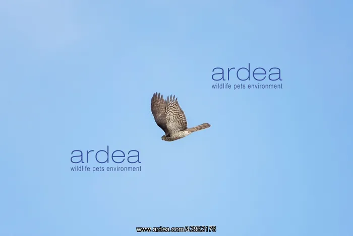 : Sparrowhawk - in flight : Sparrowhawk - in flight