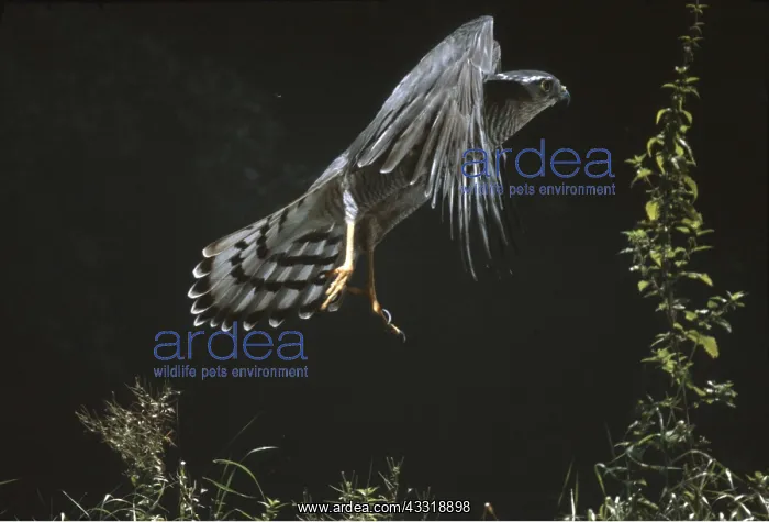 : SPARROWHAWK - in flight : SPARROWHAWK - in flight