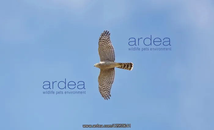 : Sparrowhawk - in flight showing underbody and underwing : Sparrowhawk - in flight showing underbody and underwing