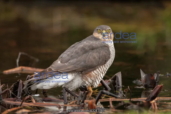 : Sparrowhawk - in garden pond - Lincolnshire : Sparrowhawk - in garden pond - Lincolnshire