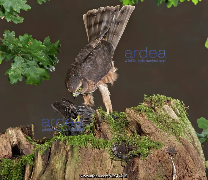: Sparrowhawk - immature male on stump with prey : Sparrowhawk - immature male on stump with prey