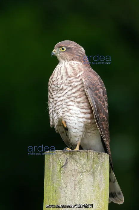  : Sparrowhawk - Juvenile perched on post