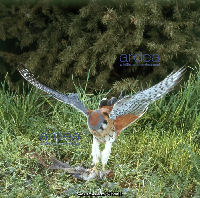 : Sparrowhawk, Male : Sparrowhawk, Male