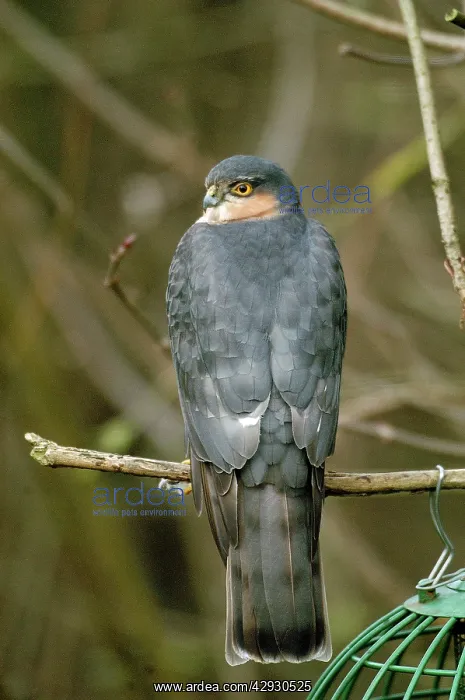 : Sparrowhawk - male, backview by birdfeeder : Sparrowhawk - male, backview by birdfeeder