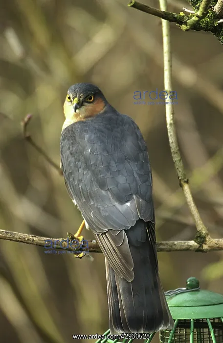 : Sparrowhawk - male, backview by birdfeeder : Sparrowhawk - male, backview by birdfeeder