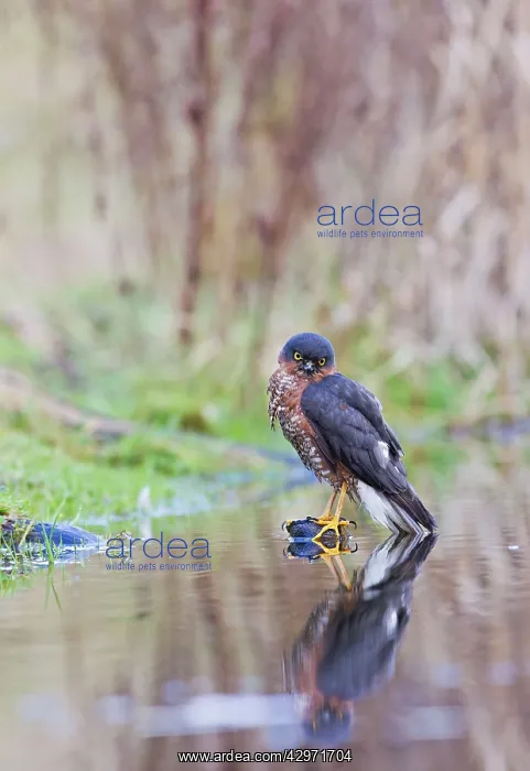 : Sparrowhawk - male bathing : Sparrowhawk - male bathing