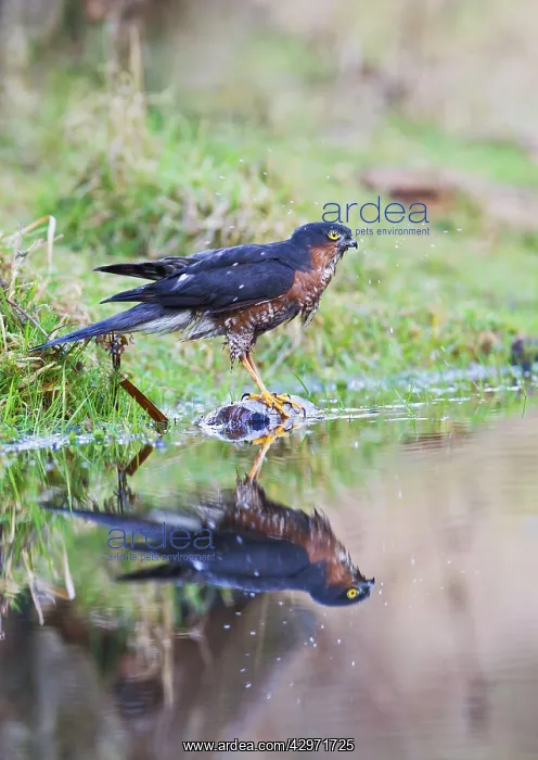 : Sparrowhawk - male bathing : Sparrowhawk - male bathing