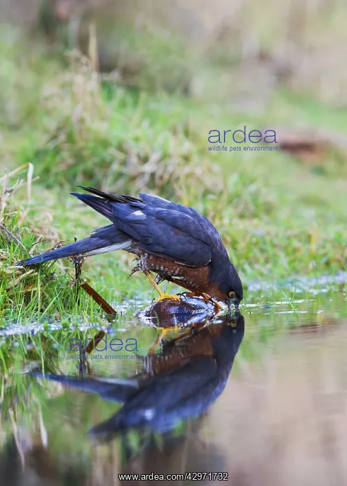 : Sparrowhawk - male bathing : Sparrowhawk - male bathing
