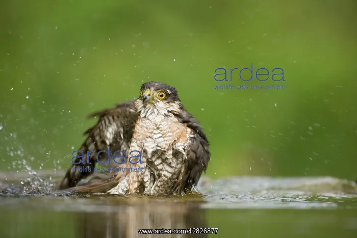 : Sparrowhawk - male bathing in forest pool : Sparrowhawk - male bathing in forest pool