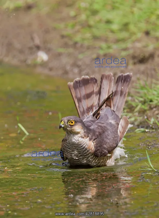 : Sparrowhawk - male bathing in pond : Sparrowhawk - male bathing in pond
