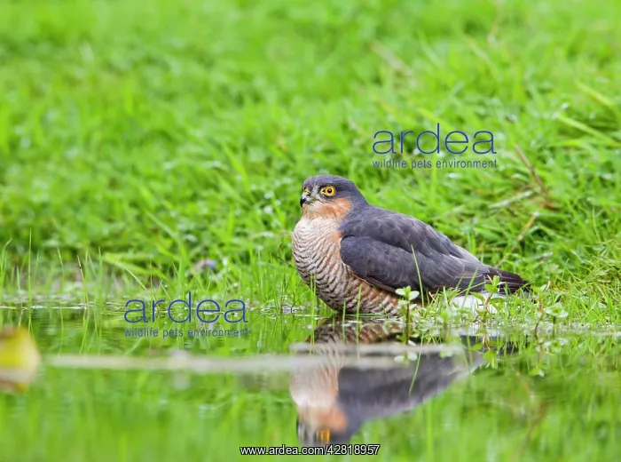 : Sparrowhawk - male bathing in pond : Sparrowhawk - male bathing in pond