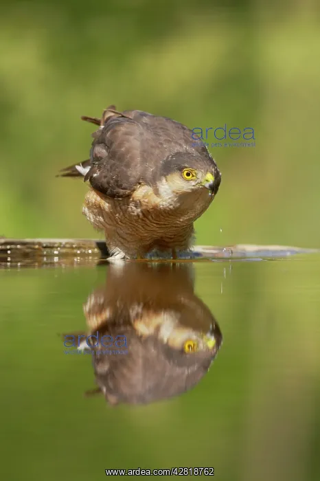: Sparrowhawk - male drinking at forest pool : Sparrowhawk - male drinking at forest pool