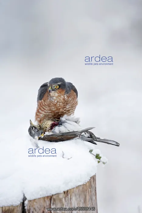 : Sparrowhawk - male feeding on fieldfare in snow : Sparrowhawk - male feeding on fieldfare in snow