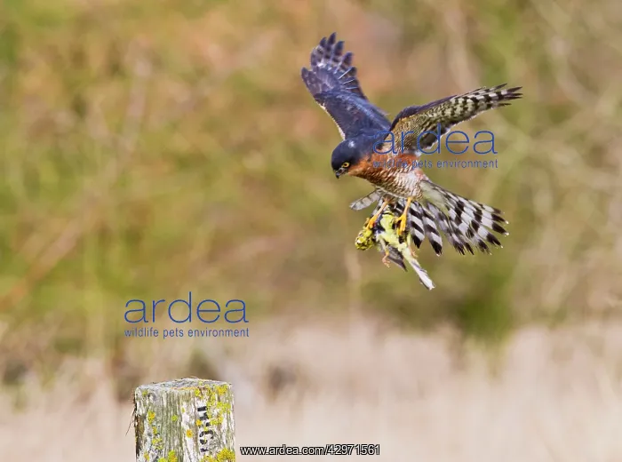 : Sparrowhawk - male in flight carrying Yellowhammer : Sparrowhawk - male in flight carrying Yellowhammer