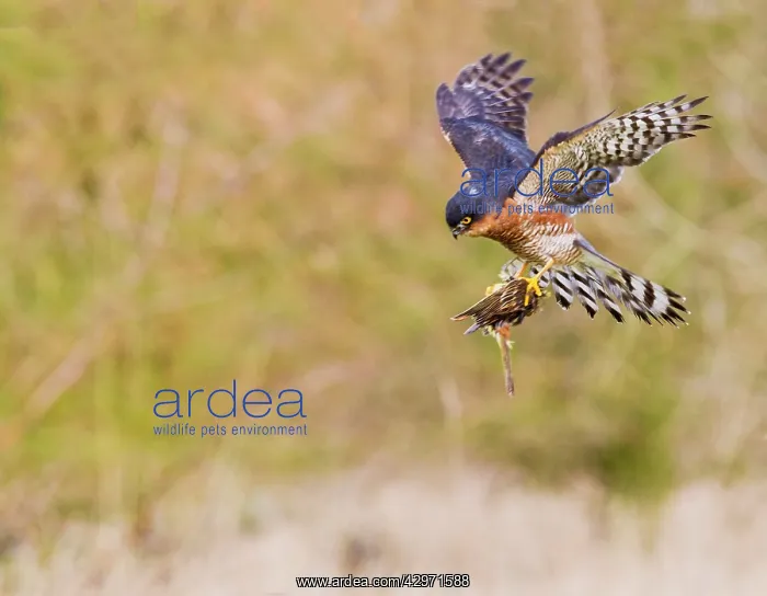  : Sparrowhawk - male in flight carrying Yellowhammer