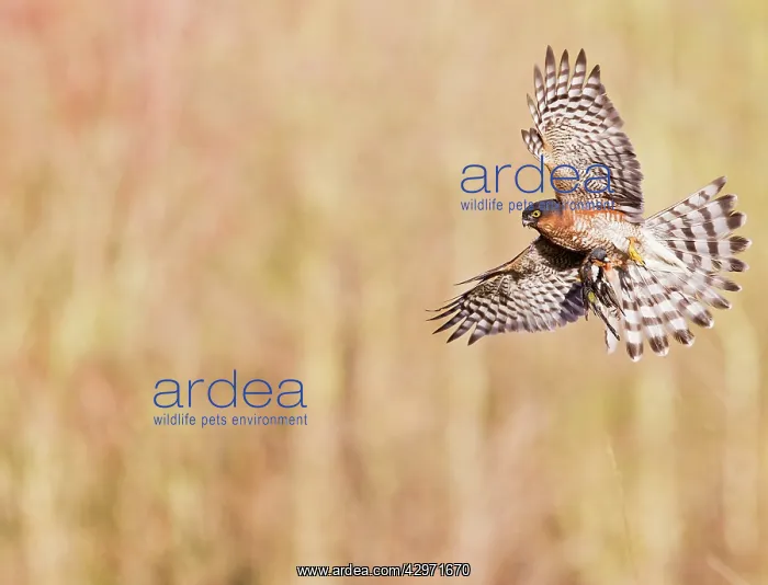 : Sparrowhawk - male in flight with Chaffinch : Sparrowhawk - male in flight with Chaffinch