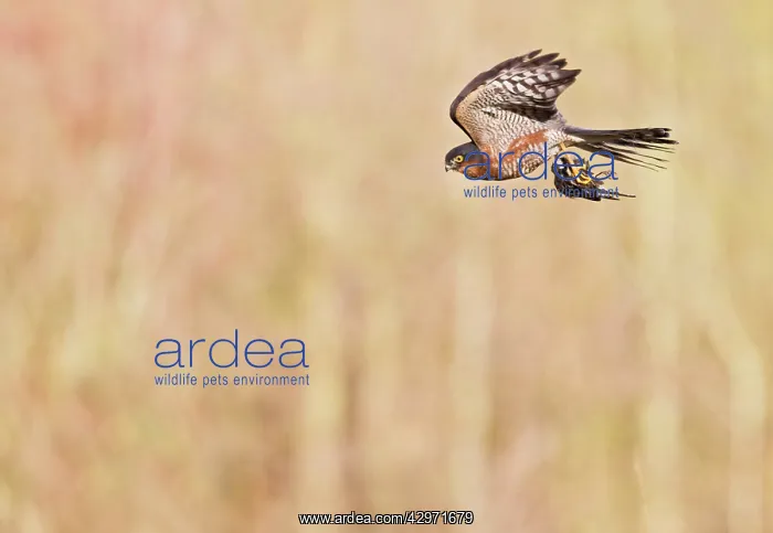 : Sparrowhawk - male in flight with Chaffinch : Sparrowhawk - male in flight with Chaffinch