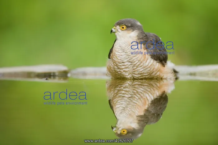: Sparrowhawk - male at forest pool : Sparrowhawk - male at forest pool