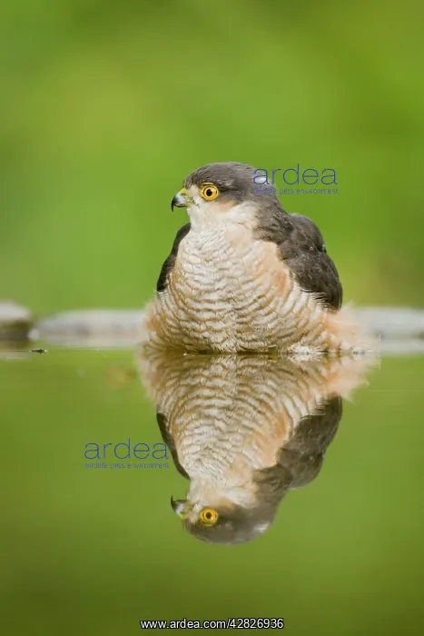 : Sparrowhawk - male at forest pool : Sparrowhawk - male at forest pool