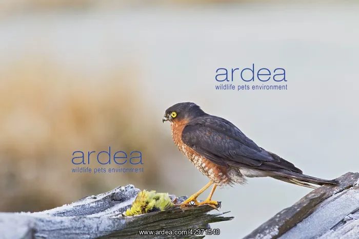 : Sparrowhawk - male on frosty log with Yellowhammer : Sparrowhawk - male on frosty log with Yellowhammer