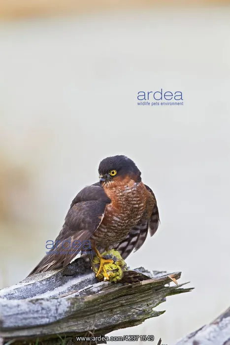 : Sparrowhawk - male on frosty log with Yellowhammer : Sparrowhawk - male on frosty log with Yellowhammer