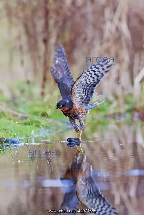: Sparrowhawk - male landing on branch in pond : Sparrowhawk - male landing on branch in pond