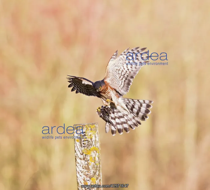 : Sparrowhawk - male landing on post with Chaffinch : Sparrowhawk - male landing on post with Chaffinch