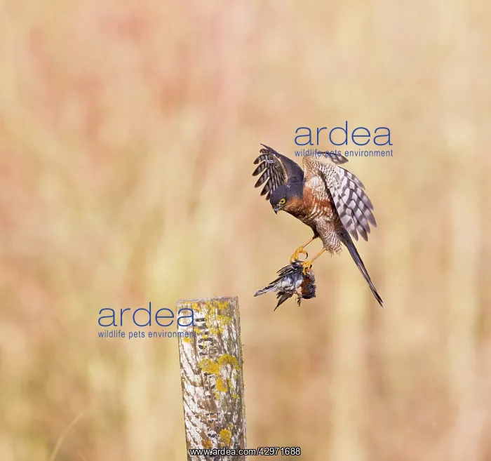  : Sparrowhawk - male landing on post with Chaffinch