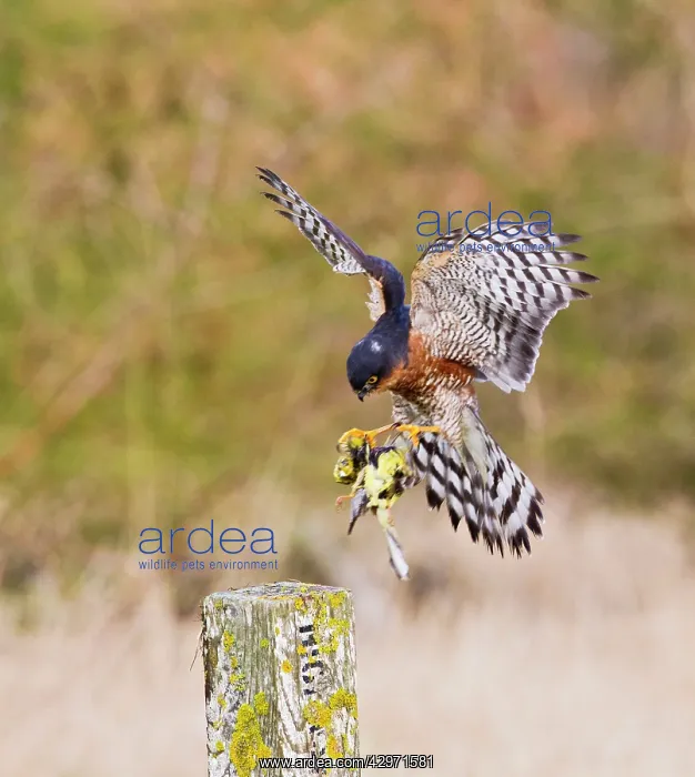 : Sparrowhawk - male landing on post with Yellowhammer : Sparrowhawk - male landing on post with Yellowhammer