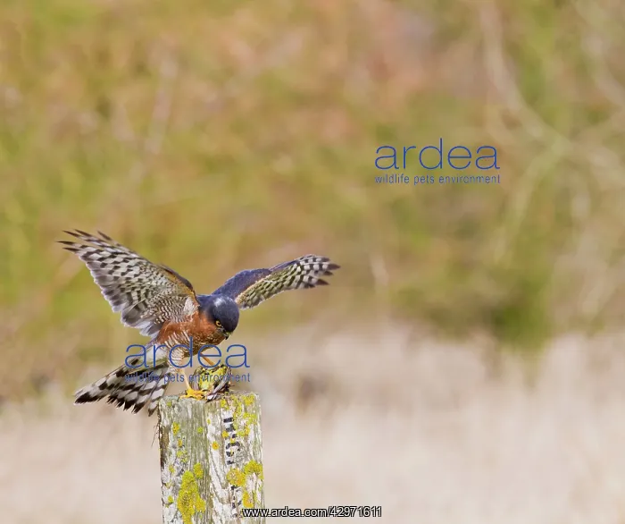 : Sparrowhawk - male landing on post with Yellowhammer : Sparrowhawk - male landing on post with Yellowhammer