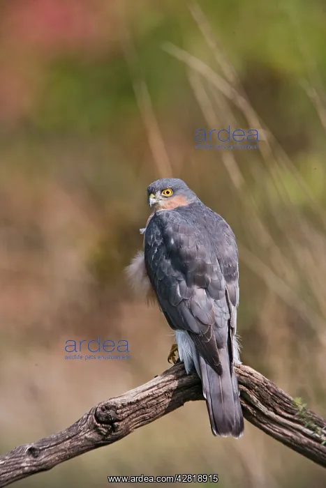 : Sparrowhawk - male on perch : Sparrowhawk - male on perch