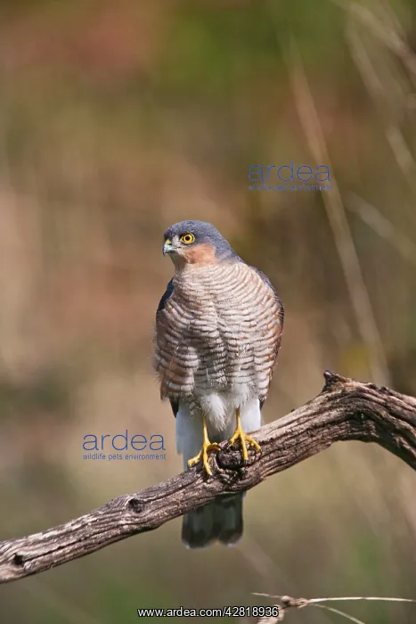 : Sparrowhawk - male on perch : Sparrowhawk - male on perch