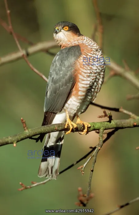 : SparrowHAWK - male, perched, front-view twisting head : SparrowHAWK - male, perched, front-view twisting head