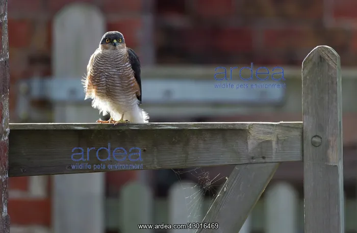 : Sparrowhawk male perched on garden gate with under-body : Sparrowhawk male perched on garden gate with under-body