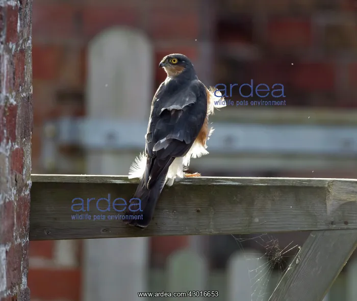 : Sparrowhawk male perched on garden gate with under-body : Sparrowhawk male perched on garden gate with under-body