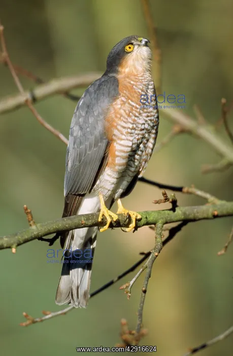 : SparrowHAWK - male, perched, looking up and forwards : SparrowHAWK - male, perched, looking up and forwards
