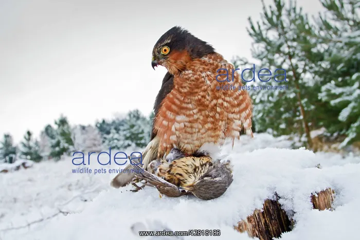 : Sparrowhawk - male in snow with prey : Sparrowhawk - male in snow with prey